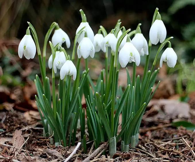 Snowdrops - Galanthus Nivalis - 15 Bulbs Per Pack by GreenHaven Gardens