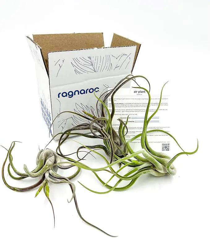 Air Plants - Flowering Tillandsia Caput Medusae, Large 5-7" - 3ct - Live Arrival Guaranteed - House Plants for Home Decor & Gift by GreenHaven Gardens