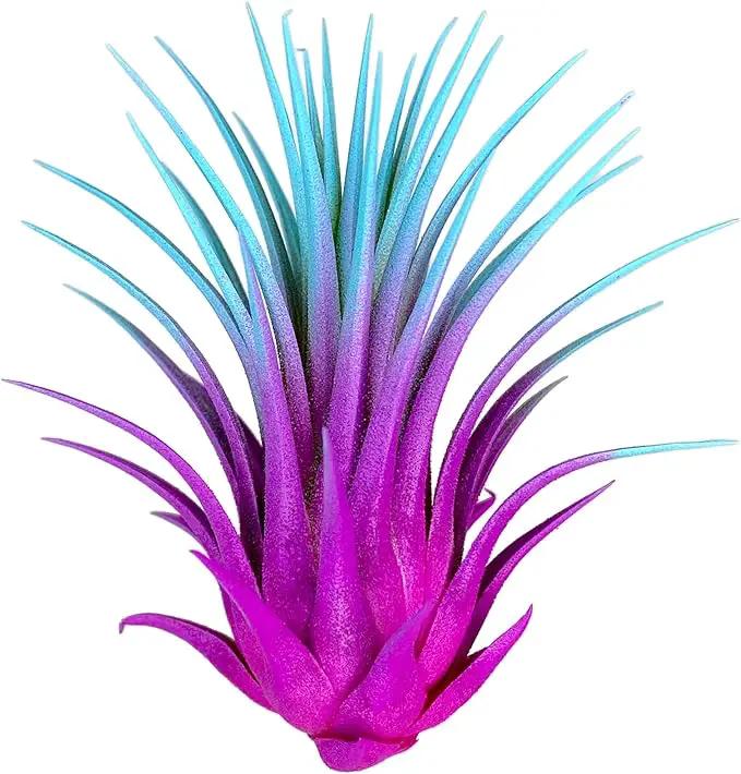 Ionantha Guatemala Tillandsia Air Plant, Guatemala Tillandsia Live Airplant, Healthy Arrival Guaranteed, Great Indoor Plant, Home Decor & Gift Rainbow #2 by GreenHaven Gardens