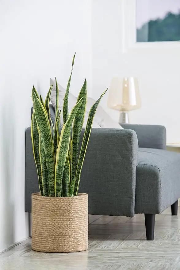Dahey Jute Rope Plant Basket Modern Woven Storage Basket for 10" Indoor Planter, Decorative Flower Pots Cover Laundry Bin with Handle Rustic Home Decor, Beige by GreenHaven Gardens