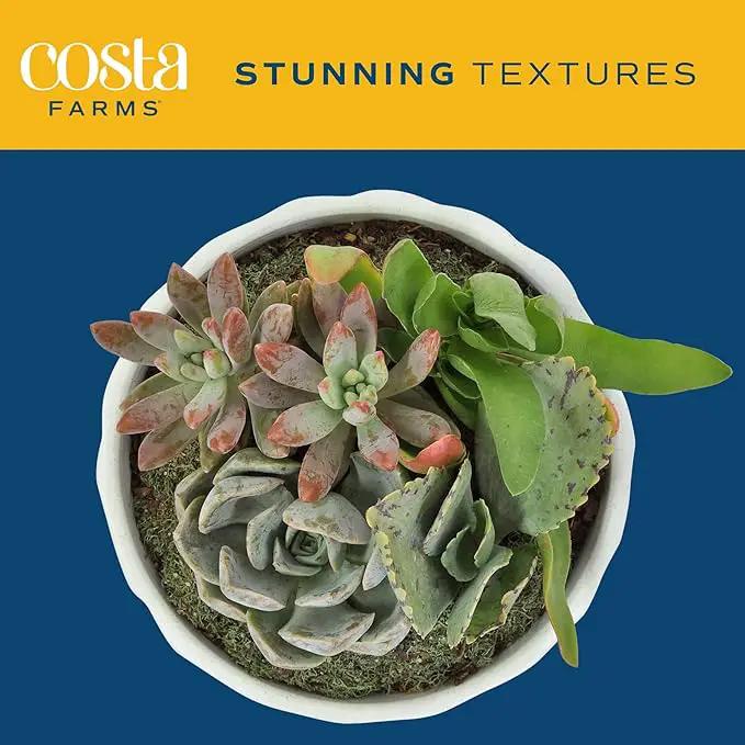 Costa Farms Live Succulent Garden Collection, Live Succulent Plants in Décor Pot, New House Plant Gift, Son, Room and Zen Garden Décor, 6-Inches Tall by GreenHaven Gardens