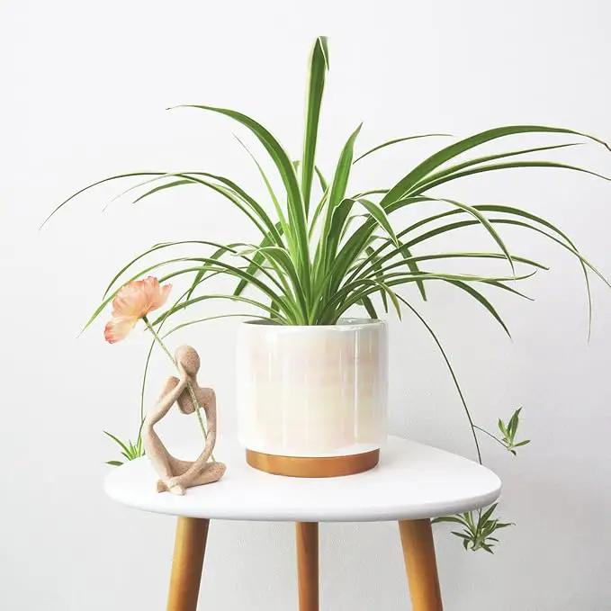 Gepege White Indoor Pots for Plants, Ceramic Planter with Drainage Hole, 6.0 inch+5.0 Inch+4.0 Inch. Succulent Orchid Flower Pot - Rainbow Pearl Glaze by GreenHaven Gardens