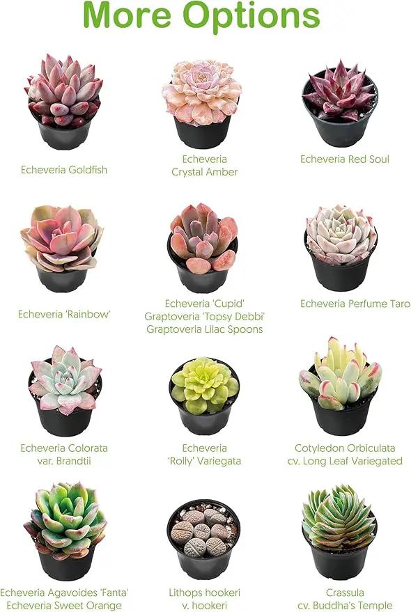 Live Succulent Donkey Tails, Approx 2-inch Large, Potted Succulents, Fully Rooted, Easy Care House Plants by GreenHaven Gardens