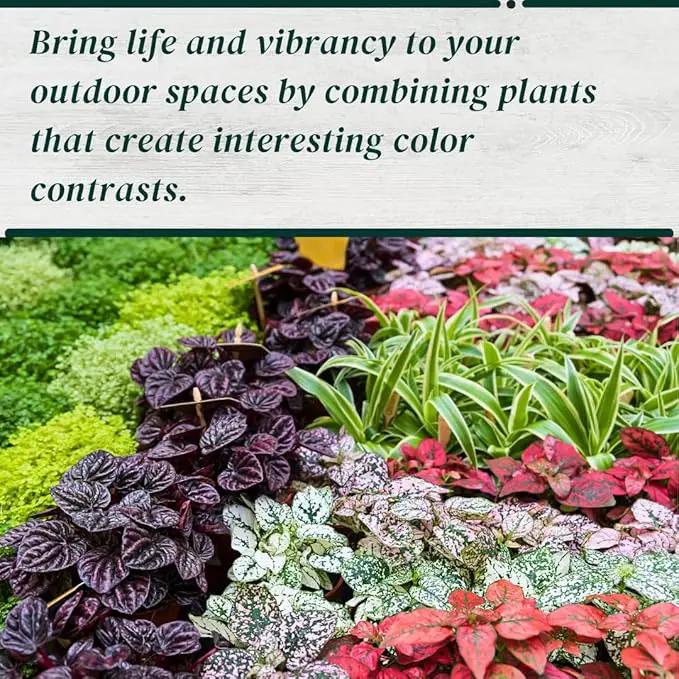 Polka Dot Plant (4-Pack) - Live Houseplants, Small Indoor Plants, Hypoestes White- Colorful, Air-Purifying House Plants by GreenHaven Gardens