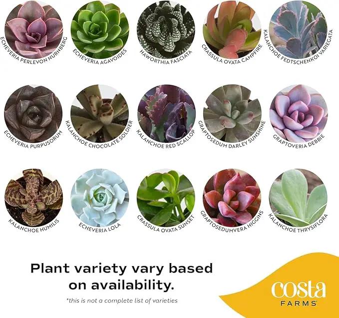 Costa Farms Succulent Plant, Live Indoor Mini Succulent Plant in Cute Succulents Plant Pot, Potting Soil Mix, Grower's Choice, Easy Grow Houseplant, Tabletop, Office, Room Decor, 2-Inches Tall by GreenHaven Gardens