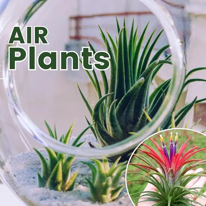 12 Air Plants, Tillandsia Air Plants Live Houseplants for Garden, Red Lonantha Tillandsia Plant by GreenHaven Gardens