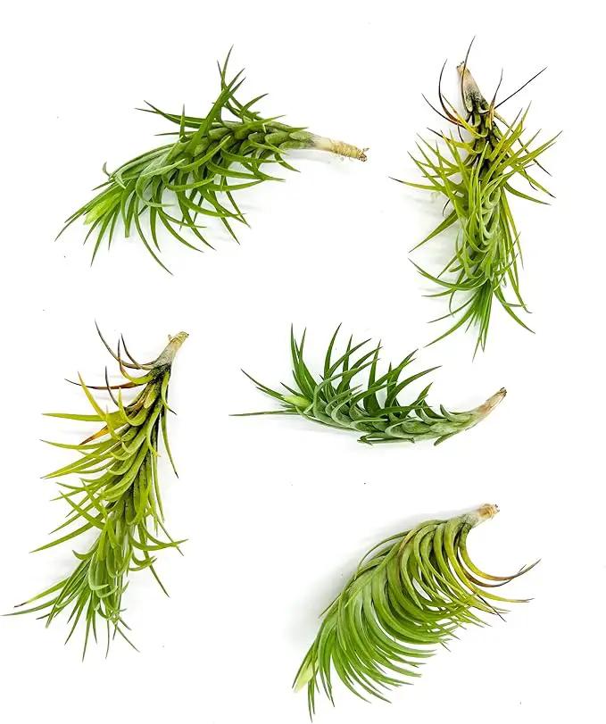 Live Air Plants – Tillandsia Araujei, Large 5” – 5ct – Live Arrival Guaranteed – House Plants for Home Décor & Gift by GreenHaven Gardens