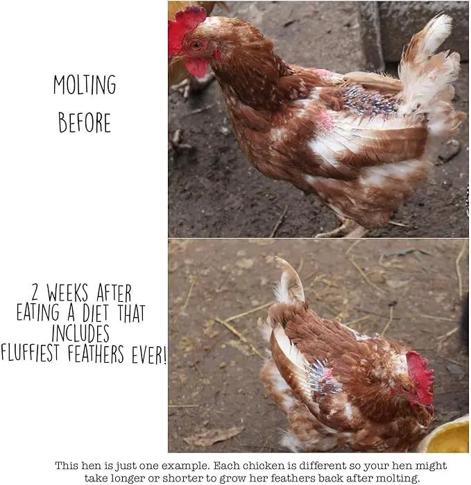 Pampered Chicken Mama Backyard Chicken Molting Supplement: Fluffiest Feathers Ever Backyard Chicken Feed and Supplies for Hens (6 Pound Economy Size) by GreenHaven Gardens