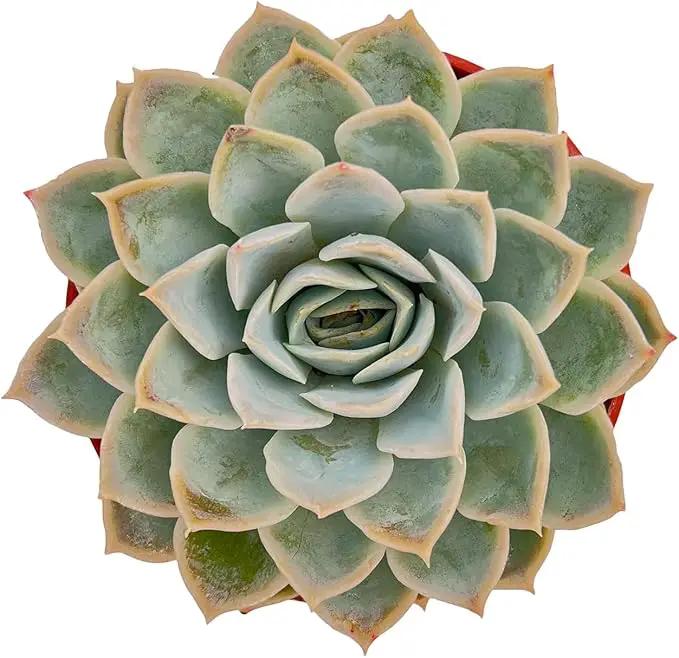 Live Succulent Plants Echeveria 'Joselrin', Easy Care Potted Succulents, Approx 4" D x 5" H, Indoor Houseplant, Unique Gifts, Home Office Décor by GreenHaven Gardens