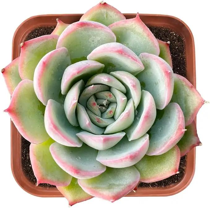 Live Succulent Echeveria 'Silhouette', Approx 2-inch Large, Potted Succulents, Fully Rooted, Easy Care House Plants by GreenHaven Gardens