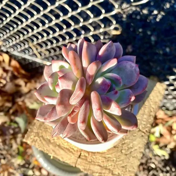 FWPP Live Succulent Echeveria Ariel,3.5 Inches Mini Red Succulents Plants Live,Bare Root Without Pot Soil,Rare House Plants for Gift Party Wedding Garden Baby Shower DIY Decor by GreenHaven Gardens