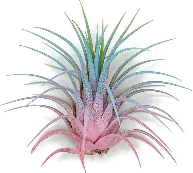 Ionantha Guatemala Tillandsia Air Plant, Guatemala Tillandsia Live Airplant, Healthy Arrival Guaranteed, Great Indoor Plant, Home Decor & Gift (Rainbow #4) by GreenHaven Gardens