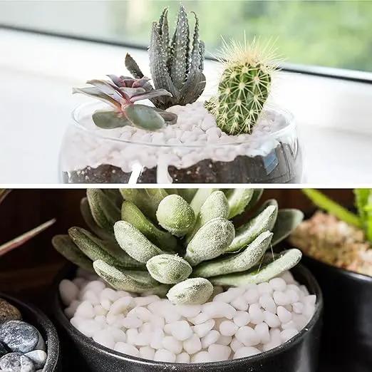 5 lbs White Pebbles for Vases, 3/8" Small Plant Rocks for Pots Indoor, Decorative Pea Gravel for Succulents, Bamboo, Terrarium, Landscape, Garden by GreenHaven Gardens