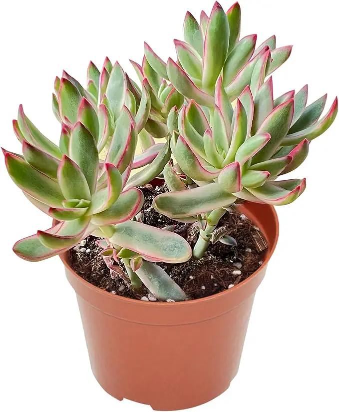 4-inch Succulent 'Candycane', Live Succulents Plants Fully Rooted in Pots with Soil, Easy-Care House Plants for DIY, Home Office Decoration by GreenHaven Gardens
