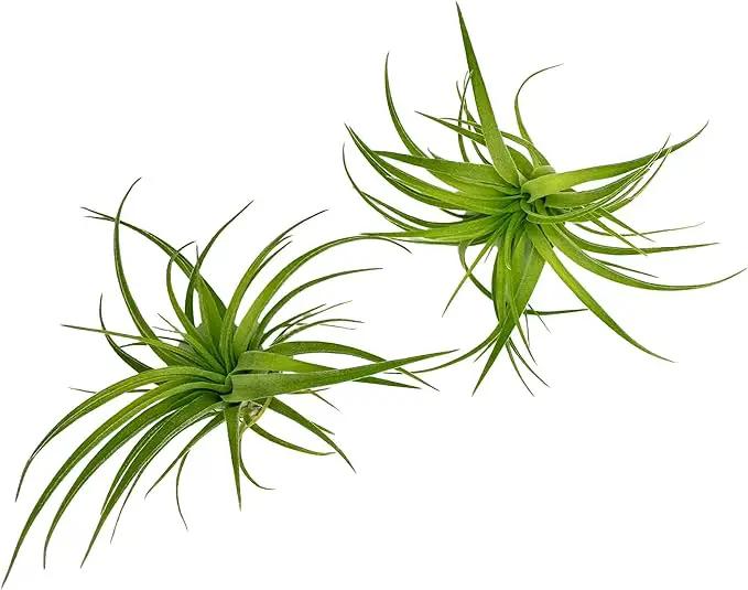 Live Air Plants - Tillandsia Geminiflora 1-3" - 2ct – ragnaroc Live Indoor Plant - Live Arrival Guaranteed - House Plants for Home Decor & Gift by GreenHaven Gardens