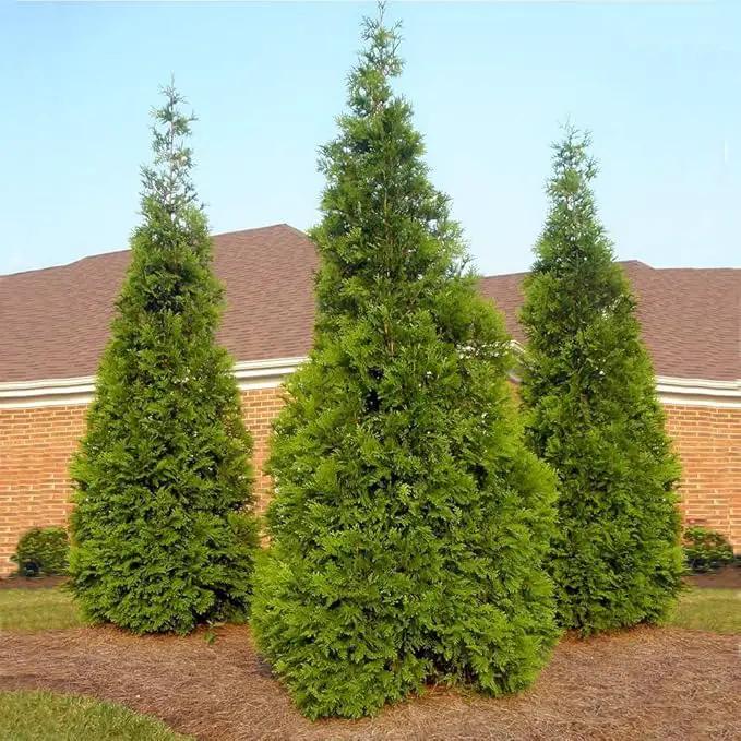 Brighter Blooms - Thuja Green Giant, 6-7 Feet - Live Plant - No Shipping to AK, AZ, HI, OR by GreenHaven Gardens