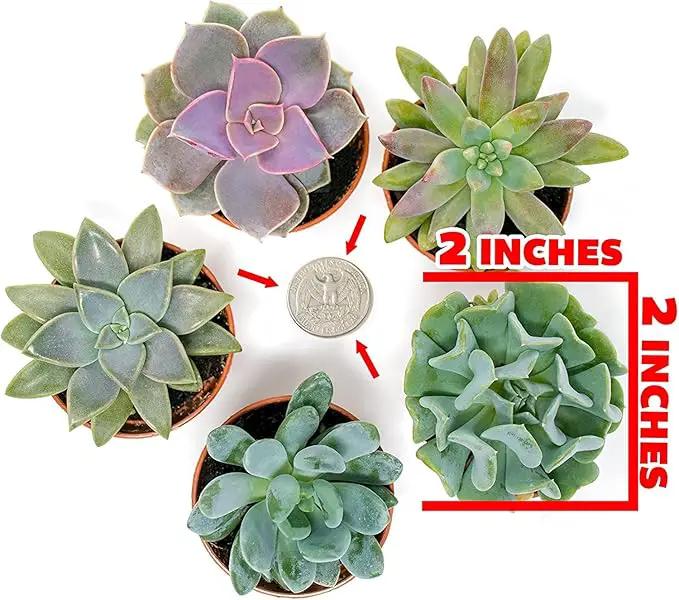 Succulents Plants Live (12PK) Potted Succulent Plants Live House Plants, Cactus Plants Live Plants Indoor Plants Live Houseplants, Indoor Plant Succulents Live Plant House Plant by Plants for Pets by GreenHaven Gardens