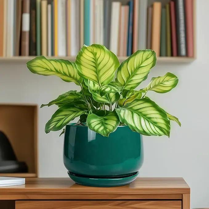 G EPGardening 6 Inch Plant Pot - Ceramic Planter for Indoor Plants, Round Planter with Drainage and Ceramic Tray, Flower Pots for Outdoor, Modern House Decor, Gift for Men Women, Green by GreenHaven Gardens