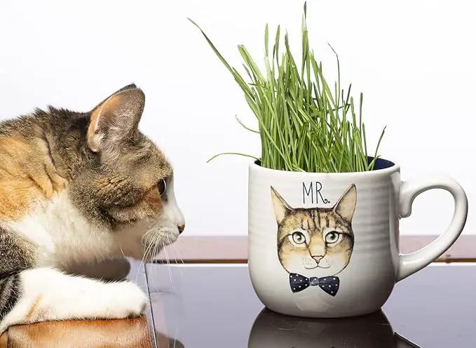 Cat Grass Refill Kit, Includes Seeds and Peat Soil Pellets, 3 Pack, Certified Organic (3 Seed Packs) by GreenHaven Gardens
