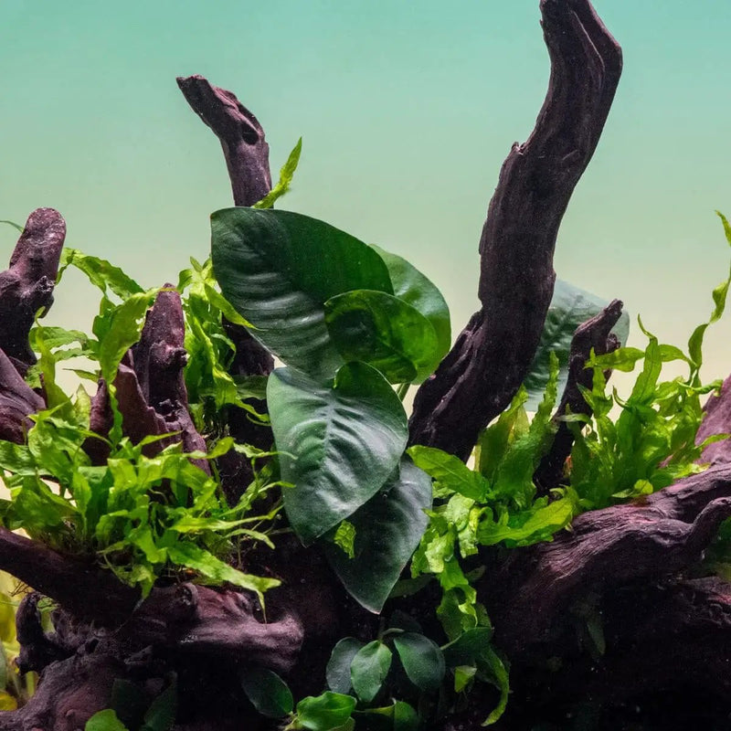 Anubias Live Aquarium Plants - Potted Freshwater Plant for Fish Tanks, Terrariums - Beginner Friendly Low Light (Barteri Butterfly, 3 Pots) by GreenHaven Gardens