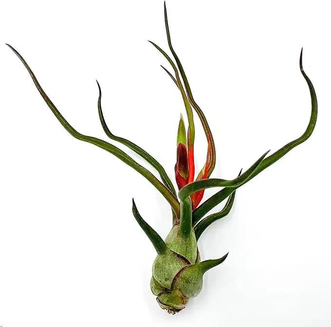 Air Plants - Flowering Tillandsia Bulbosa Guatemala, Large 3-5" - 1ct - Live Arrival Guaranteed - House Plants for Home Decor & Gift by GreenHaven Gardens