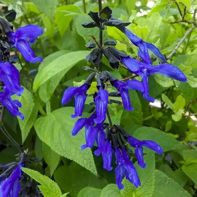 Salvia Black & Blue Plants | 3 Live Seedlings | Salvia guaranitica | Hummingbird Magnet Perennial | Deep Blue Flowering Border Plant by GreenHaven Gardens