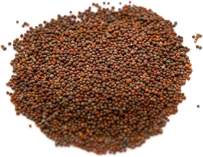 Broccoli Seeds for Sprouting & Microgreens | Waltham 29 Variety | Non GMO & Heirloom Seeds | Bulk 2.5 LB (40 oz) Resealable Bag | Rainbow Heirloom Seed Co. by GreenHaven Gardens