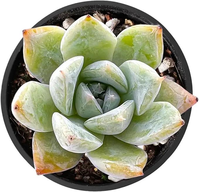 THE NEXT GARDENER.COM 2" Rare Succulent Echeveria Colorata x Laui, Live Succulents Plants Fully Rooted in Grower Pots, Unique Gift for Wedding Favor, Party Favor by GreenHaven Gardens