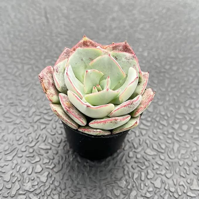 Live Succulent Echeveria 'Strictiflora VAR. Novas', Approx 2-inch Large, Potted Succulents, Fully Rooted, Easy Care House Plants by GreenHaven Gardens