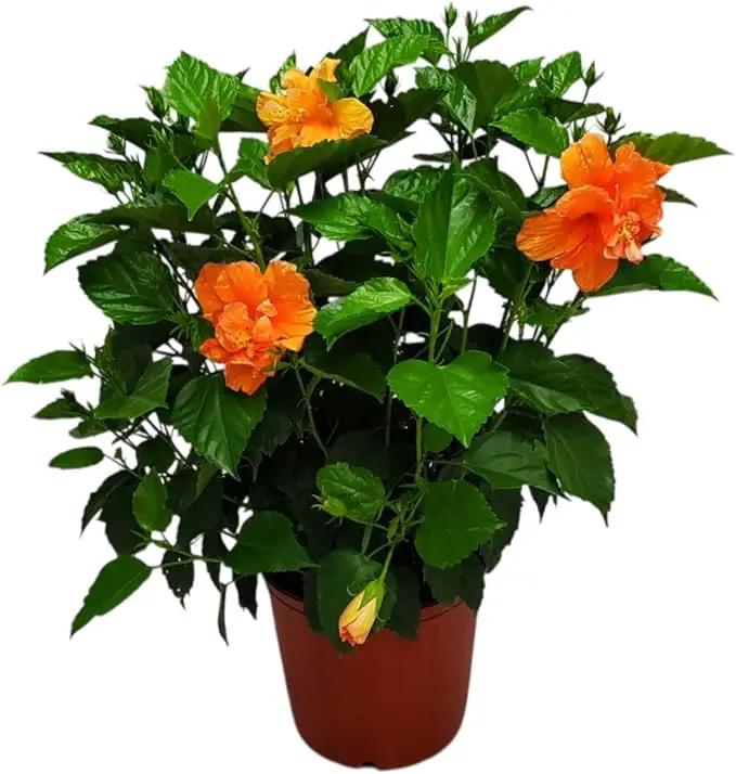 Hibiscus Bush - Double Peach Flowering Plant Live - Overall Height 26" to 28" - Tropical Plants of Florida (Plant Only) by GreenHaven Gardens