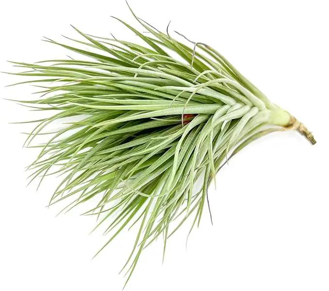 Air Plants - Flowering Tillandsia Rose BAER, Large 5" - 3ct - Live Arrival Guaranteed - House Plants for Home Decor & Gift by GreenHaven Gardens