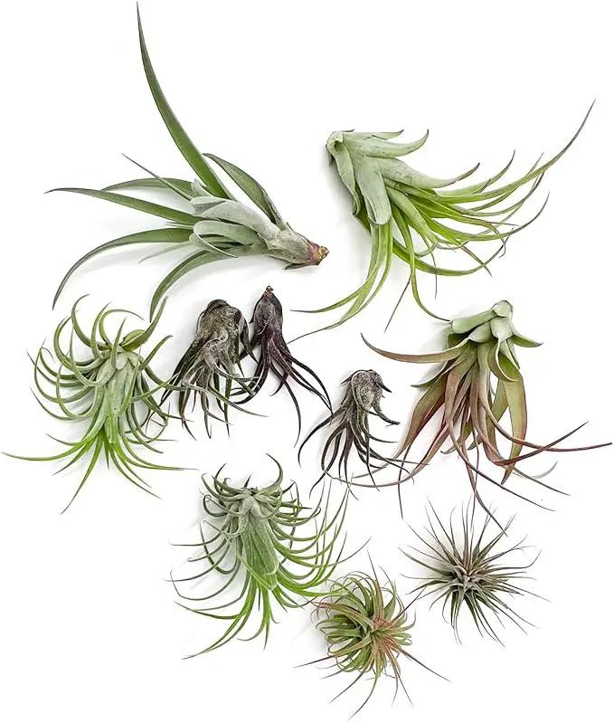 Air Plants - Freyja Gift Box - 10ct - Live Arrival Guaranteed - House Plants for Home Decor & Gift by GreenHaven Gardens
