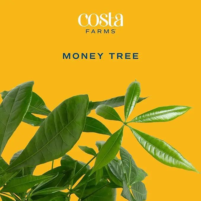 Costa Farms Money Tree, Easy Care Indoor Plant, Live Houseplant in Ceramic Planter Pot, Bonsai Potted in Potting Soil, Home Décor, Birthday Gift, New Home Gift, Outdoor Garden Gift, 16-Inches Tall by GreenHaven Gardens