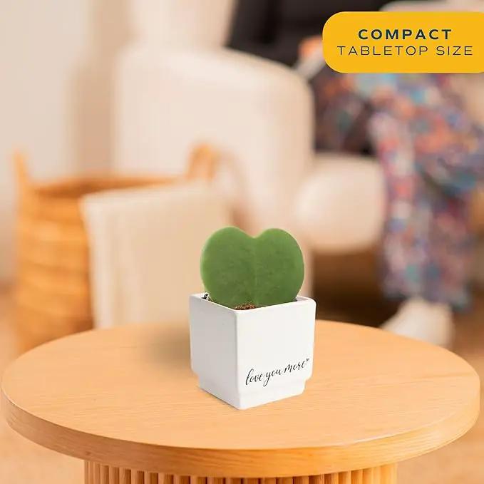 Costa Farms Hoya Heart Live Plant, Succulent-Like Houseplant in Cute Love You More Plant Pot, Potting Soil, 5-Inches Tall| Valentines Day Gift | Valentines Day Decoration by GreenHaven Gardens