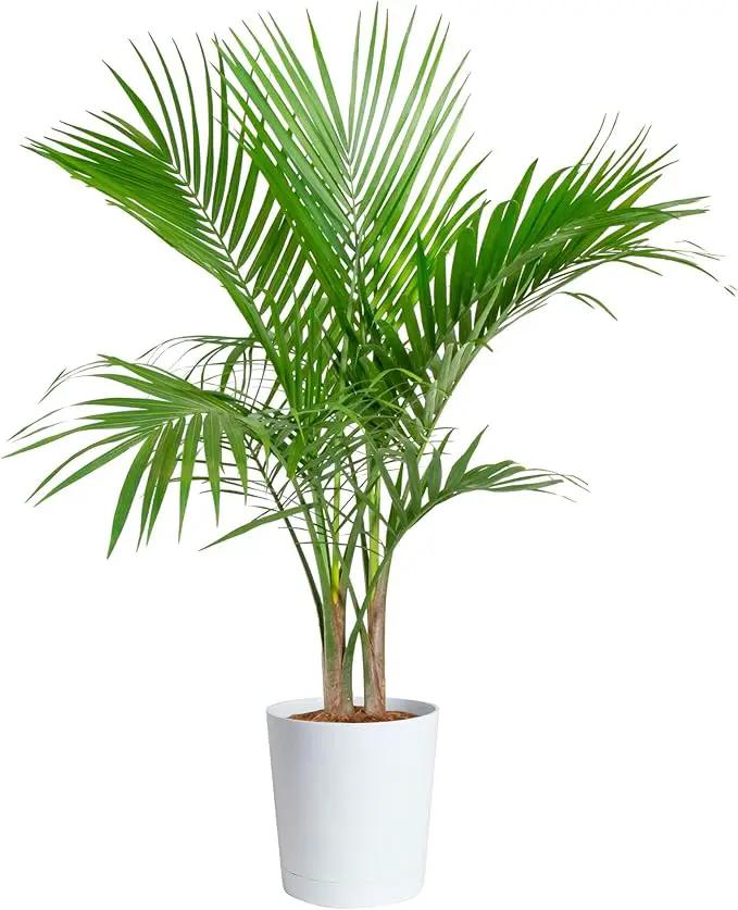 Costa Farms Majesty Palm Live Plant, Indoor and Outdoor Live Palm Tree, Potted in Natural Plant Pot, Tropical Patio, Balcony, Home and Room Decor, Houseplant Gift for Housewarming, 3-4 Feet Tall by GreenHaven Gardens
