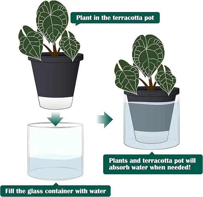 D'vine Dev 6 Inch Design Self Watering Planter for Indoor Plants, Black Terracotta Pot with Cylinder Glass Cup, Set of 2, 37-Y-B-3 by GreenHaven Gardens