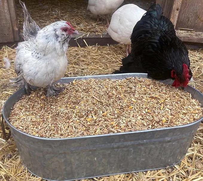 Pampered Chicken Mama Backyard Feed - Premium Scratch Treat - High Protein & Calcium All-Natural Grower Feed Supplies for Laying Chickens (2.5 Pounds) by GreenHaven Gardens
