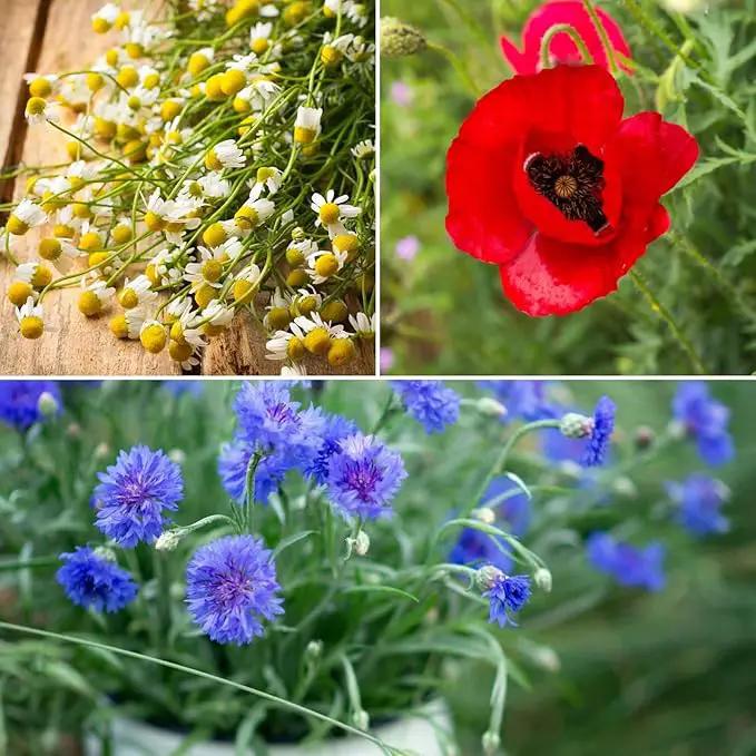 Eden Brothers Field of Dreams Flower Mixed Seeds for Planting, 5 lb, 2,400,000+ Seeds with German Chamomile, Cornflower | Attracts Pollinators, Plant in Spring or Fall, Zones 3, 4, 5, 6, 7, 8, 9, 10 by GreenHaven Gardens