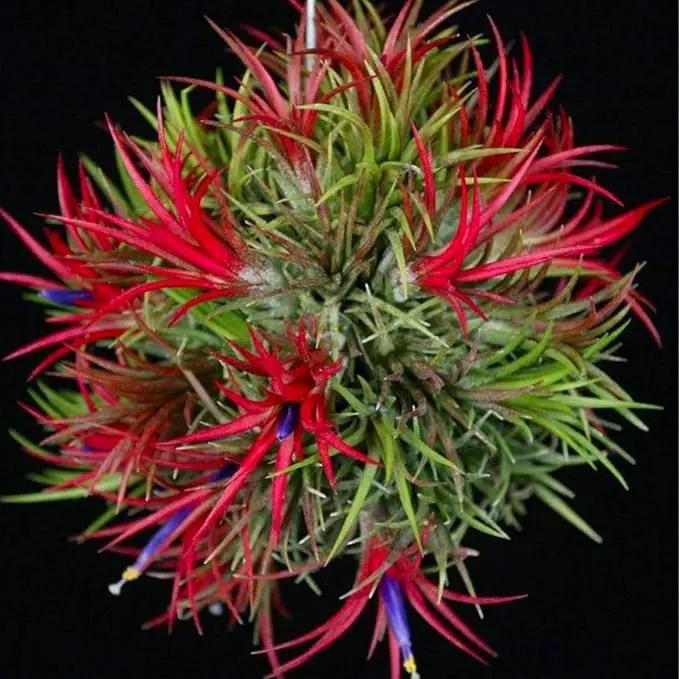 Air Plants, Tillandsia Air Plants Live Houseplants for Garden, 14 Red Lonantha Tillandsia Plant, Air Plant for Planting, 2 to 3 Inc Long by GreenHaven Gardens