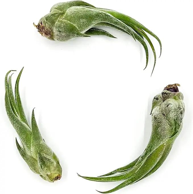 Air Plants - Tillandsia Seleriana, Large 4-6" - 3ct - Live Arrival Guaranteed - House Plants for Home Decor & Gift by GreenHaven Gardens