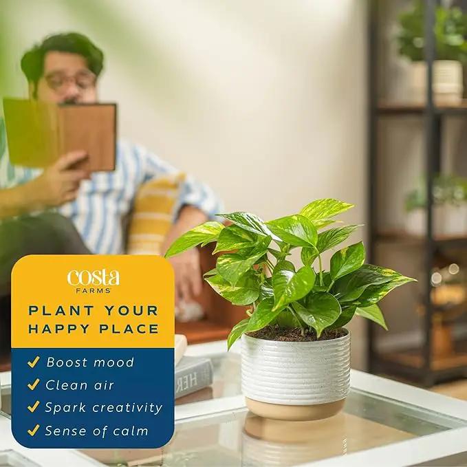 Costa Farms Golden Pothos Live Plant, Easy Care Indoor House Plant in Modern Decor Planter Pot, Potting Soil, Natural Air Purifier Houseplant, Housewarming Gift, Home Decor, Room Decor, 10-Inches Tall by GreenHaven Gardens
