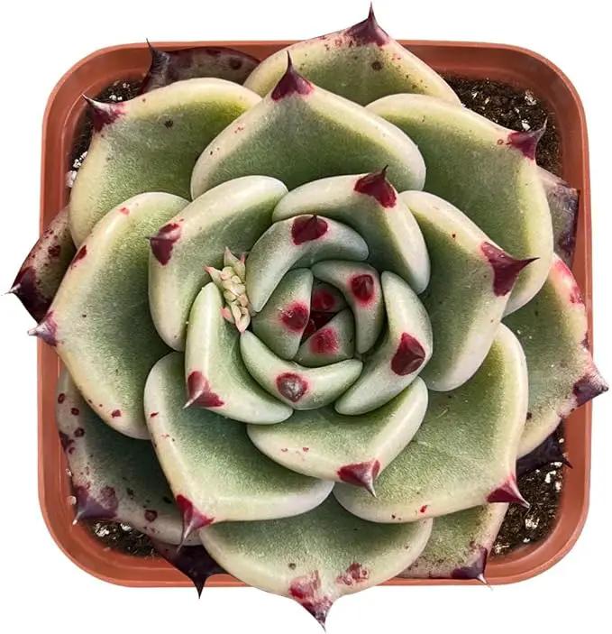 Live Succulent Echeveria Agavoides 'Halloweens', Approx 2-inch Large, Potted Succulents, Fully Rooted, Easy Care House Plants by GreenHaven Gardens