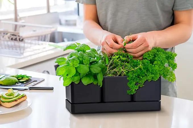 D'vine Dev Herb Garden Planter Set, Plastic Plant Pots with Drainage and Saucer, Indoor Succulent Cactus Vegetable Pot for Windowsill, Garden Balcony, Black, Set of 2, 76-V-B-2 by GreenHaven Gardens
