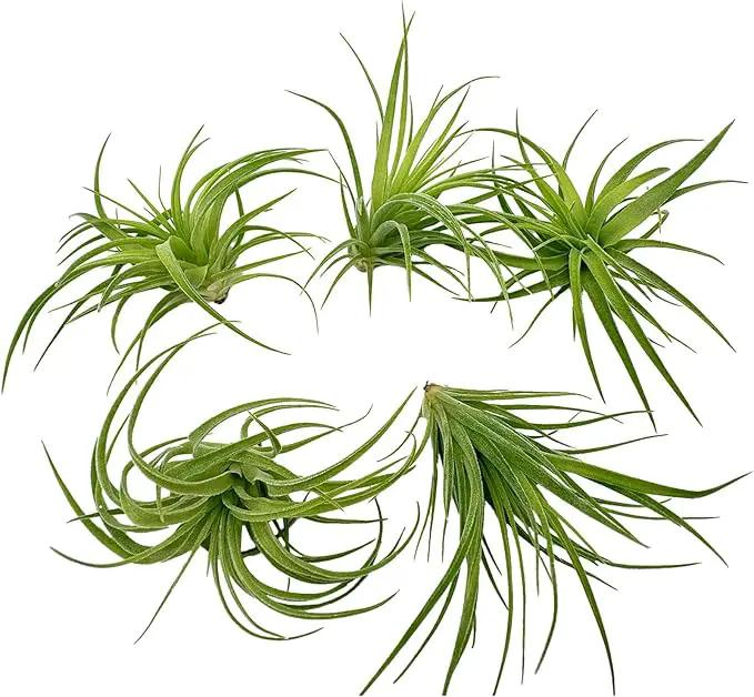 Live Air Plants - Tillandsia Geminiflora 1-3" - 5ct – ragnaroc Live Indoor Plant - Live Arrival Guaranteed - House Plants for Home Decor & Gift by GreenHaven Gardens