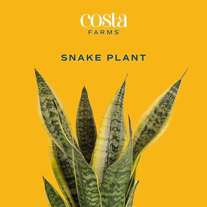 Costa Farms Snake, Sansevieria White-Natural Decor Planter Live Indoor Plant, 12-Inch Tall, Grower's Choice, Green, Yellow by GreenHaven Gardens