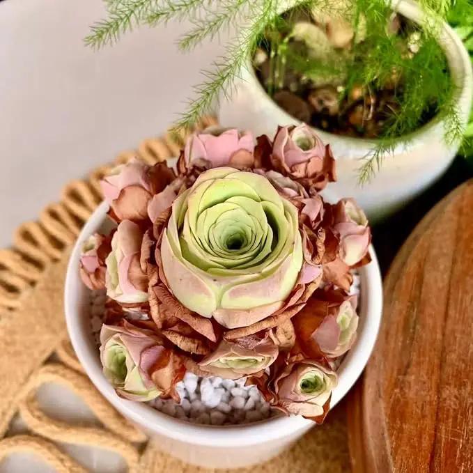 FWPP Live Succulent Plants Echeveria Mountain Rose,Mini 3 Inches Succulents Live House Plants,Bare Root Without Pot Soil,Live Plants Indoor for Gift Party Wedding Garden Baby Shower DIY Decor by GreenHaven Gardens
