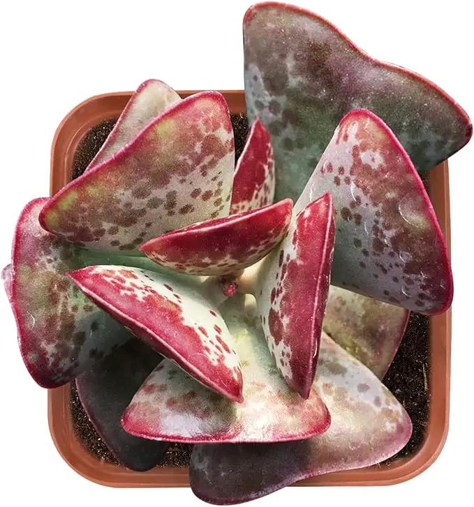 Live Succulent Calico Hearts, Approx 2-inch Large, Potted Succulents, Fully Rooted, Easy Care House Plants by GreenHaven Gardens