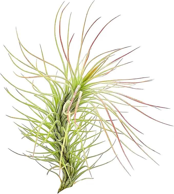 Air Plants - Tillandsia Funckiana, Large 5" - 3ct - Live Arrival Guaranteed - House Plants for Home Decor & Gift by GreenHaven Gardens