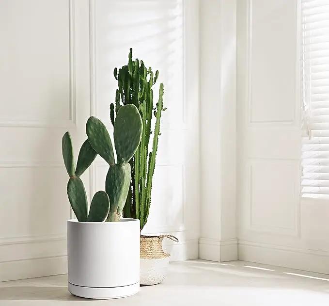 D'vine Dev 12 Inch Ceramic Planter Pot with Drainage Hole and Saucer, Indoor Cylinder Round Planter Pot, White, 94-O-F-1 by GreenHaven Gardens