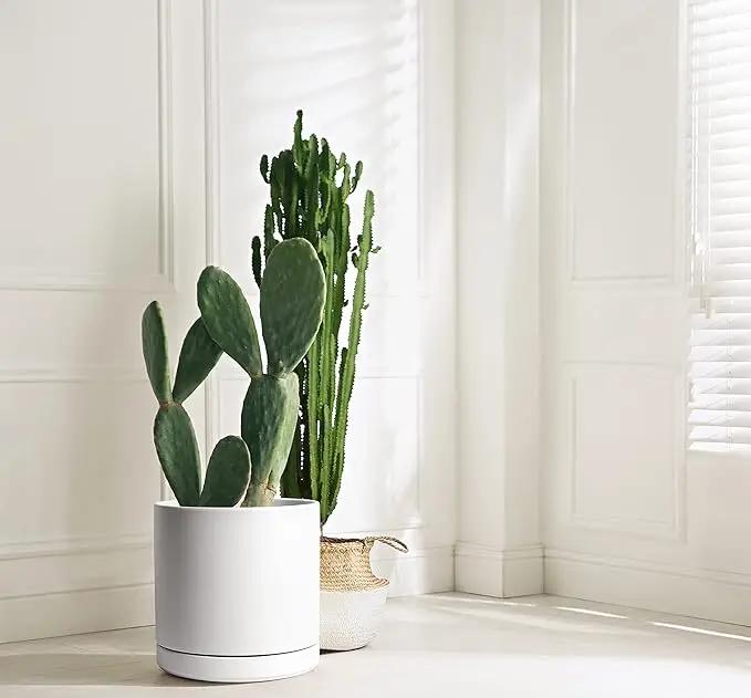 D'vine Dev 12 Inch Ceramic Planter Pot with Drainage Hole and Saucer, Indoor Cylinder Round Planter Pot, White, 94-O-F-1 by GreenHaven Gardens
